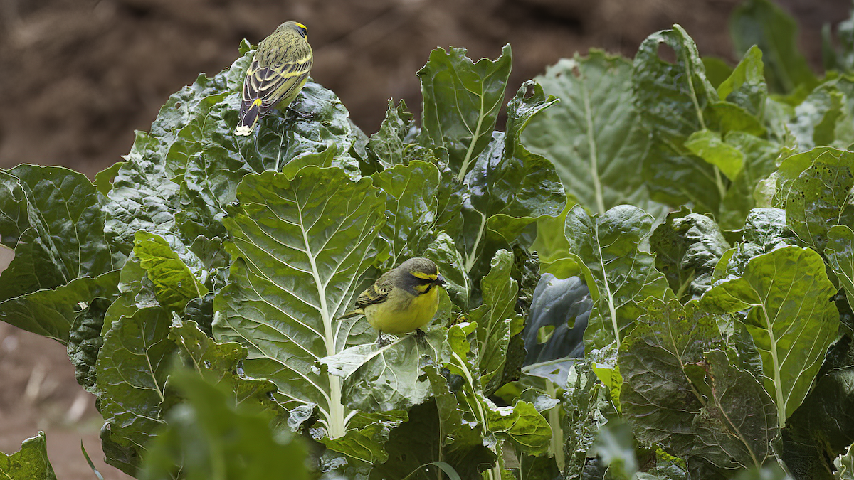 Yellow-fronted Canary - ML411150731