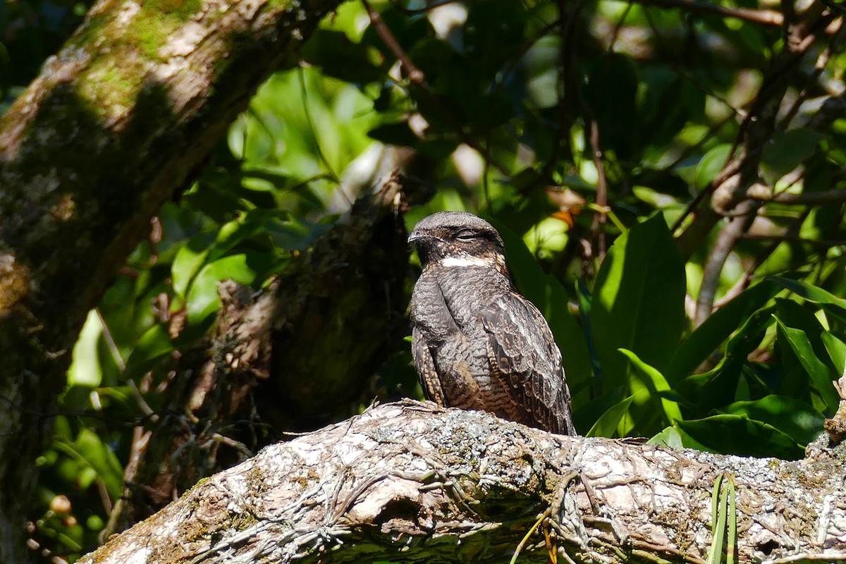 White-throated Nightjar - ML411150941