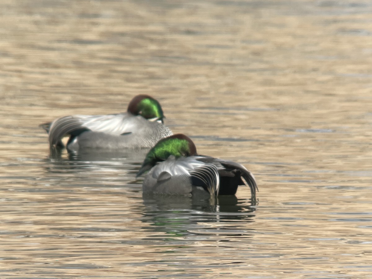 Falcated Duck - ML411151051