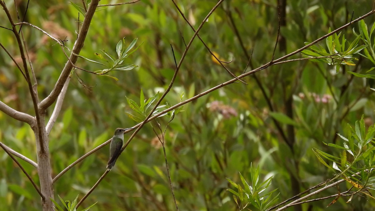 Olive-spotted Hummingbird - ML411151621