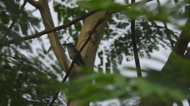 Olive-spotted Hummingbird - ML411151821