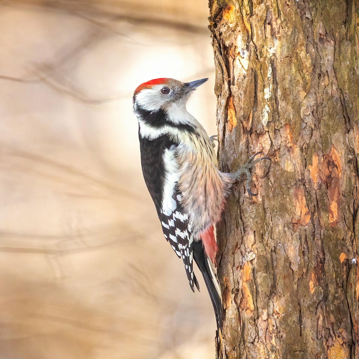 Middle Spotted Woodpecker - ML411152311