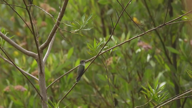 Olive-spotted Hummingbird - ML411152361