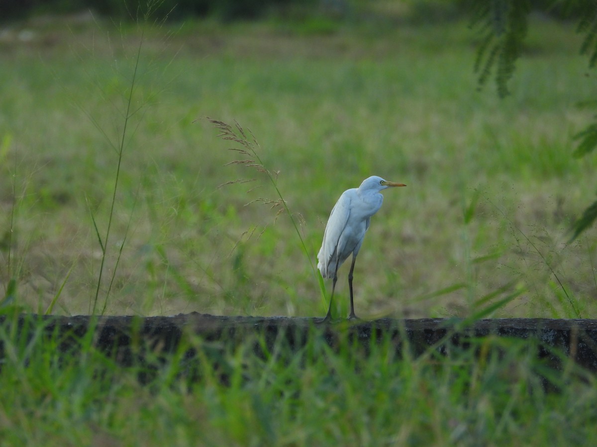 Eastern Cattle Egret - Giovanni Tapang