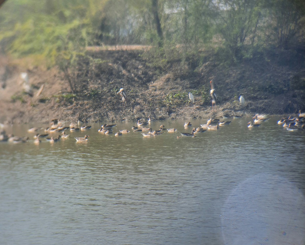 Graylag Goose - ML411153141