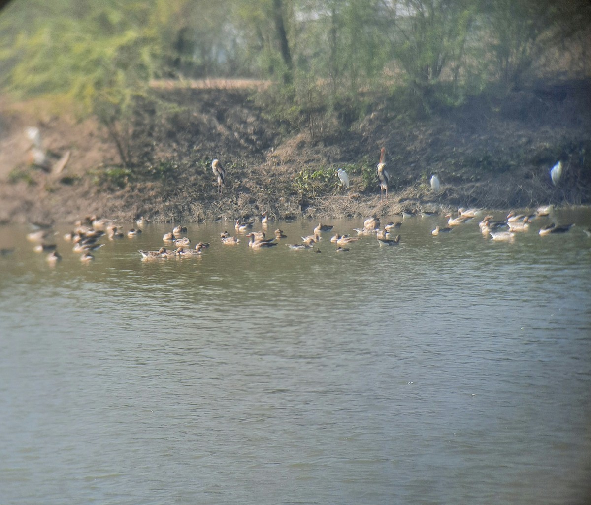 Graylag Goose - ML411153161