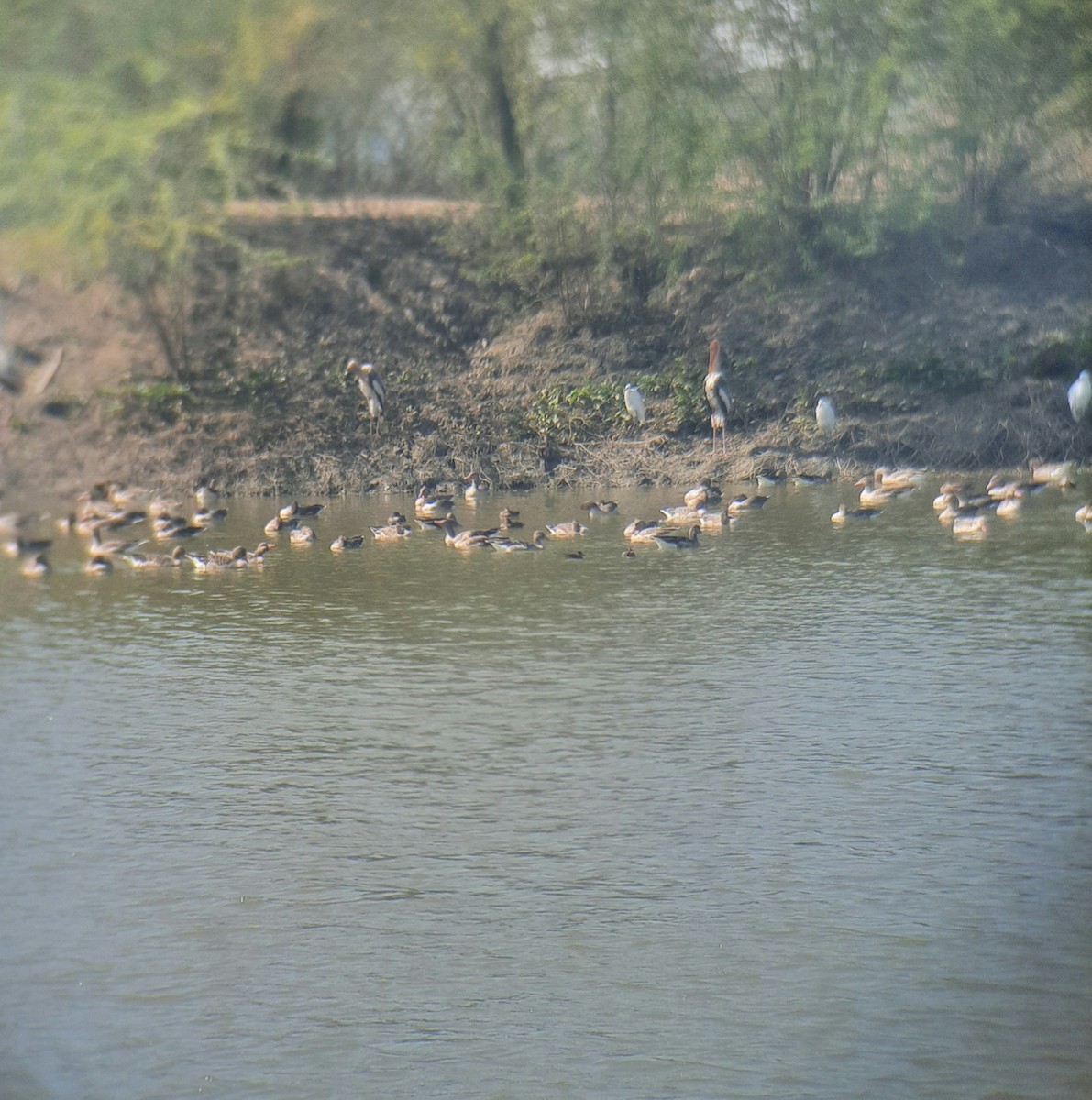 Graylag Goose - ML411153171