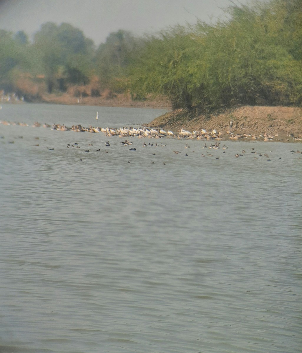 Eurasian Spoonbill - ML411153411