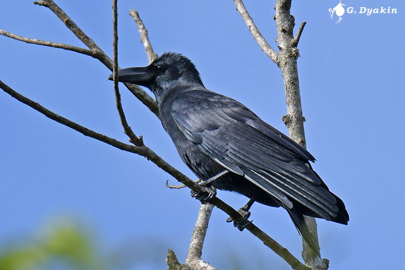 Large-billed Crow - ML411156141