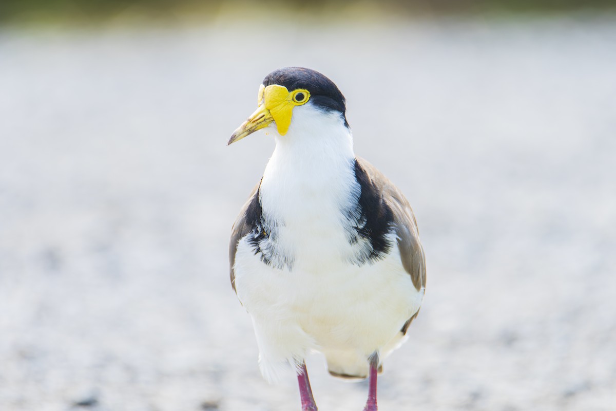 Masked Lapwing - ML411158031
