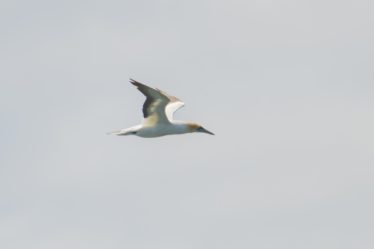 Australasian Gannet - ML411158541