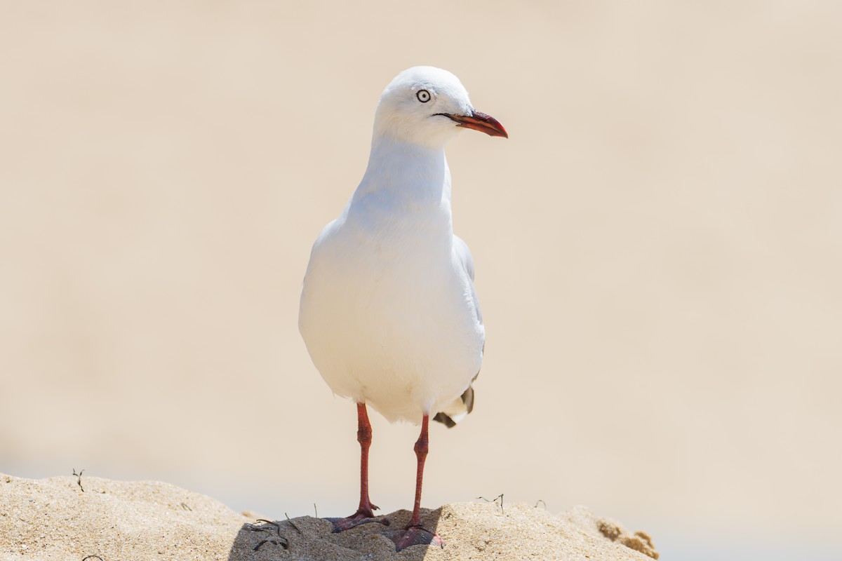 Silver Gull - ML411158561