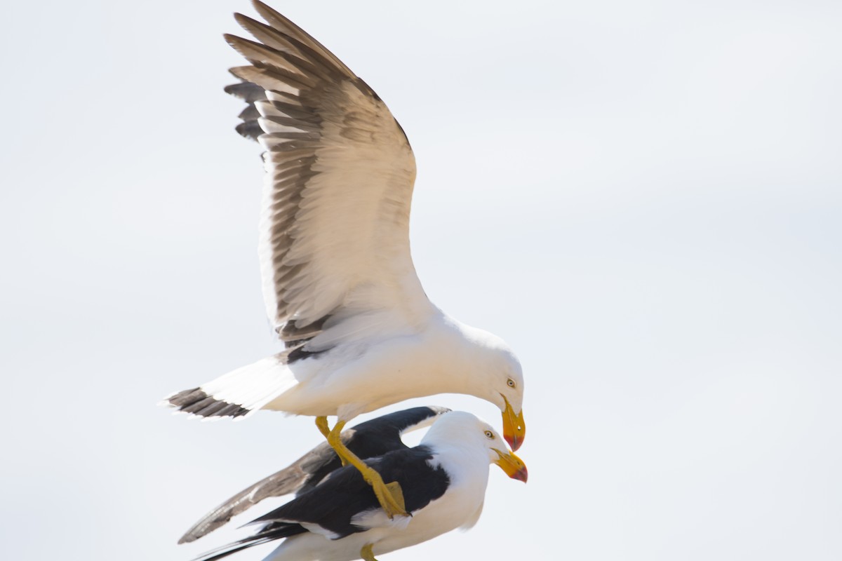 Pacific Gull - ML411158881