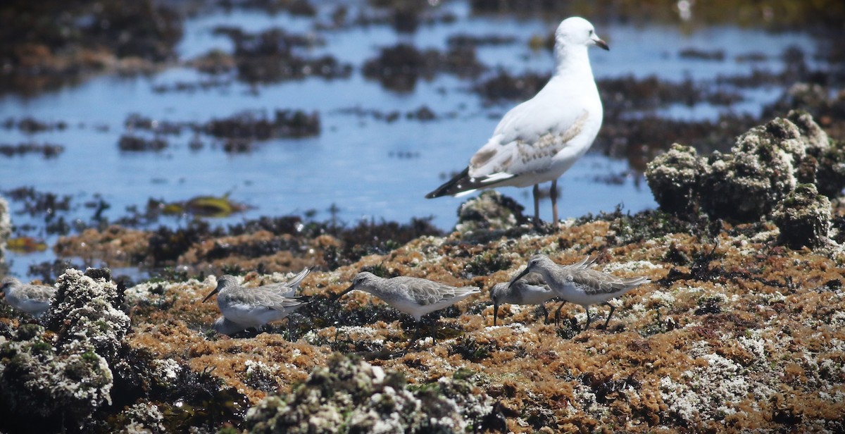 Curlew Sandpiper - ML411159901