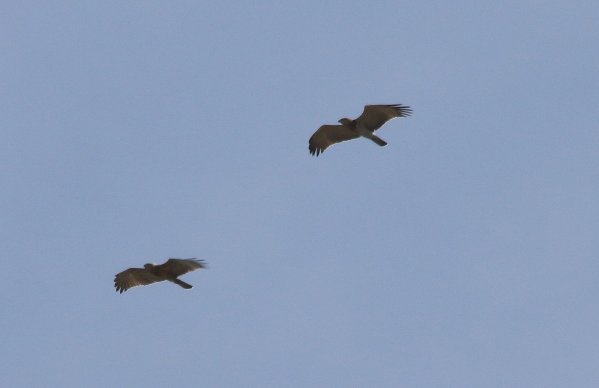 Short-toed Snake-Eagle - ML41116161