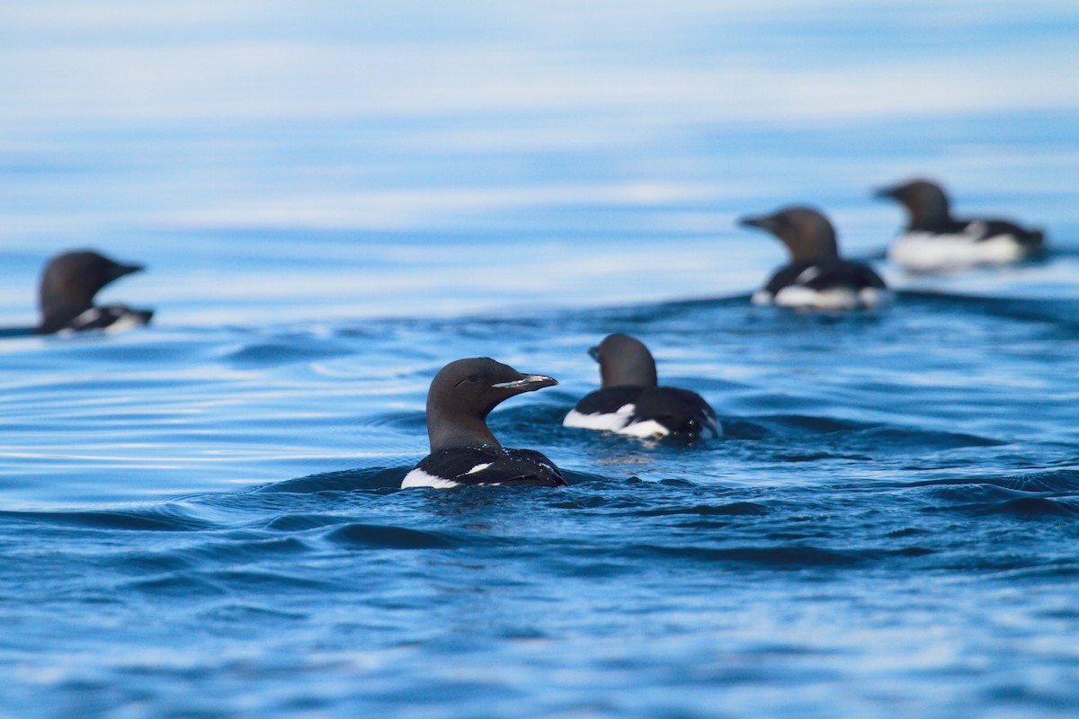 Thick-billed Murre - ML411161951