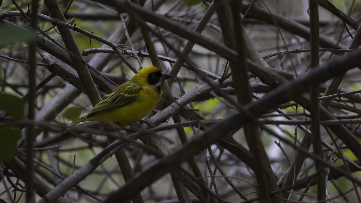 Southern Masked-Weaver - ML411162581