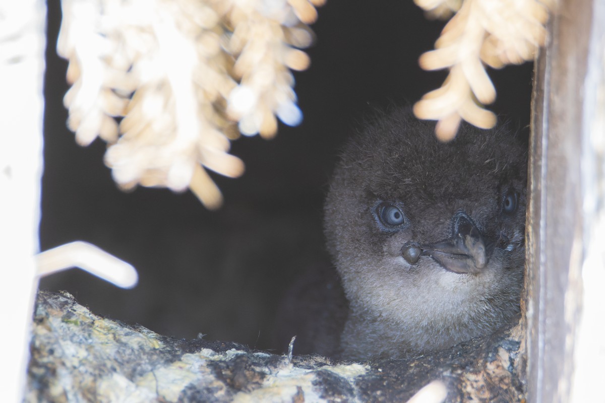 Little Penguin - ML411163431