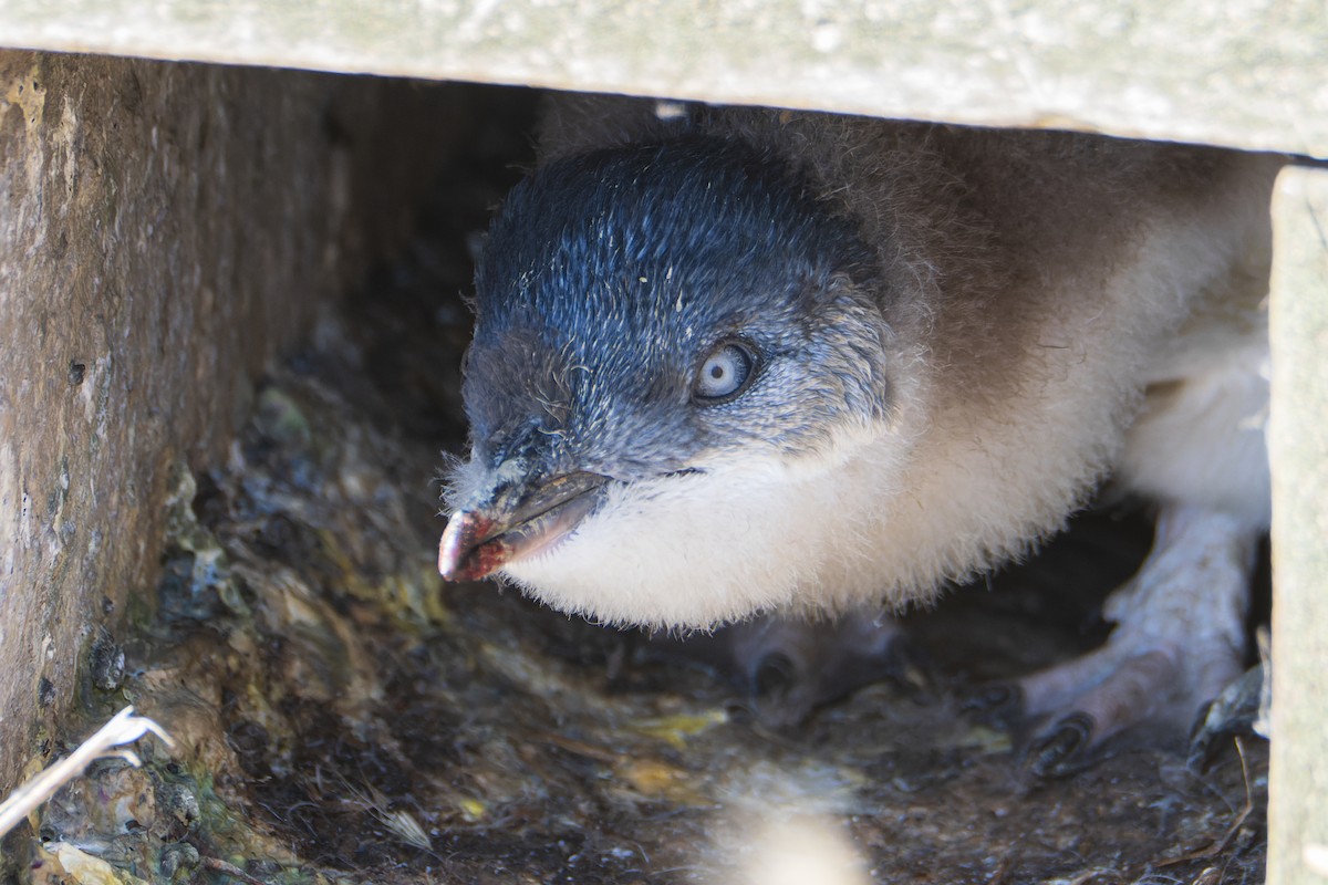 Little Penguin - ML411163441