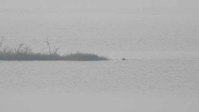 Black-winged Stilt - ML411163601