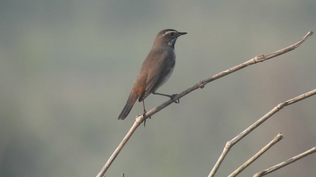 Bluethroat - ML411163771