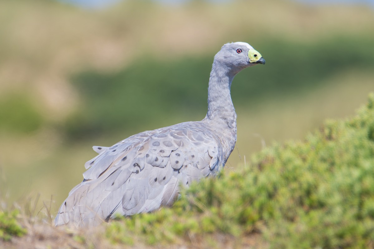 Cape Barren Goose - ML411164261