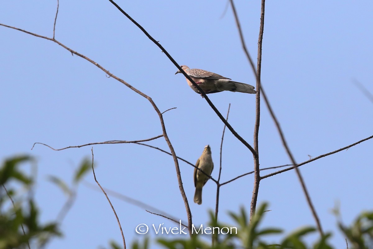 珠頸斑鳩 - ML411164901