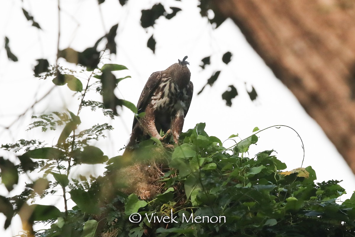 Indienhaubenadler (cirrhatus/ceylanensis) - ML411164911