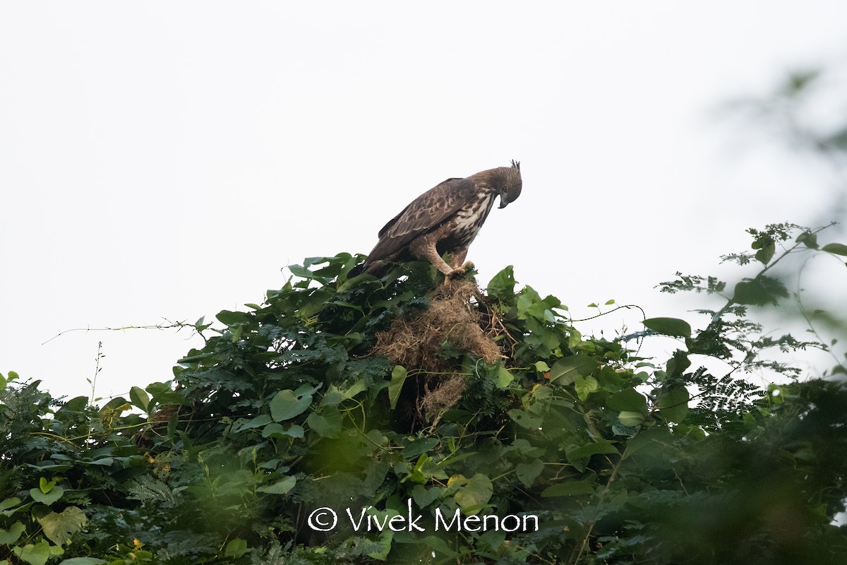 Águila Variable (crestada) - ML411164921