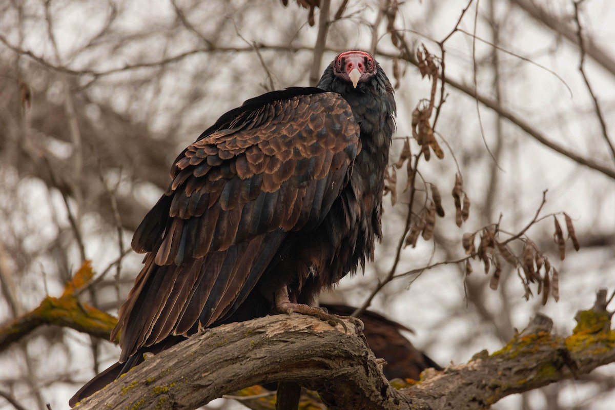 Urubu à tête rouge - ML411165631