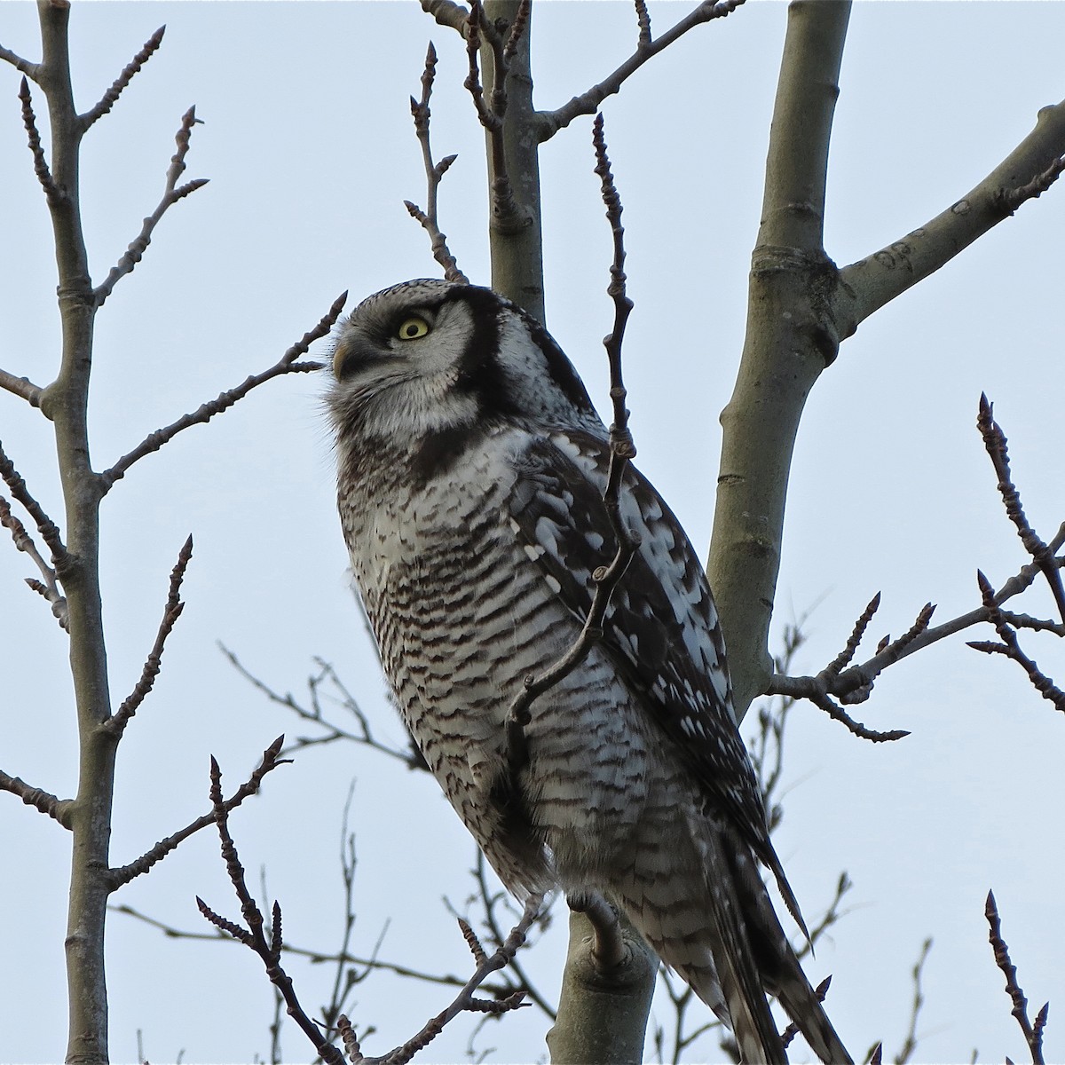 Northern Hawk Owl - ML411166281