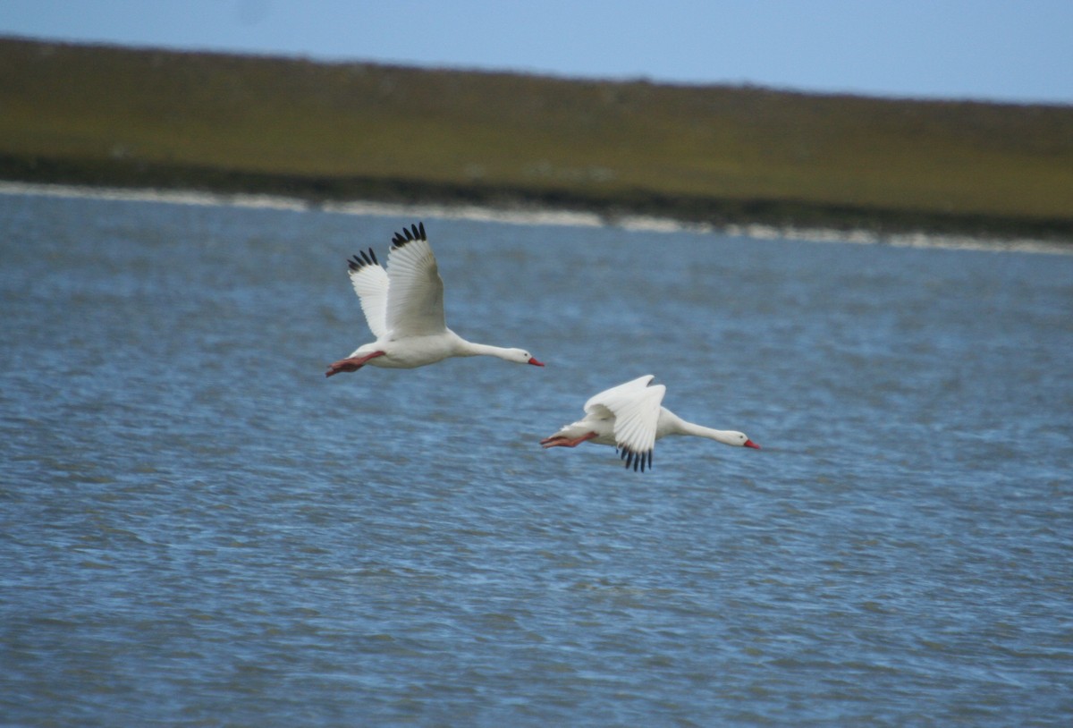 Coscoroba Swan - Alan Henry