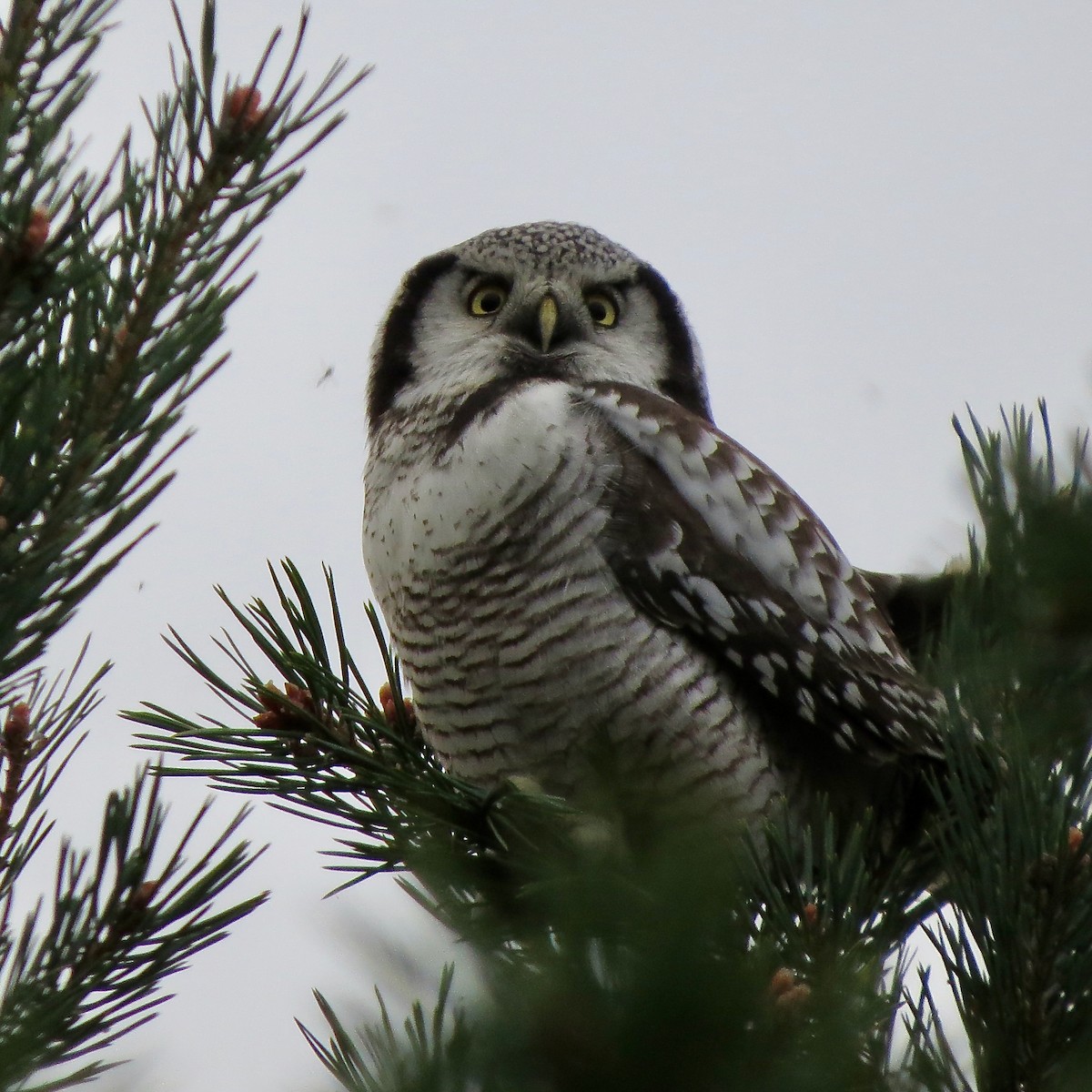 Northern Hawk Owl - ML411167481