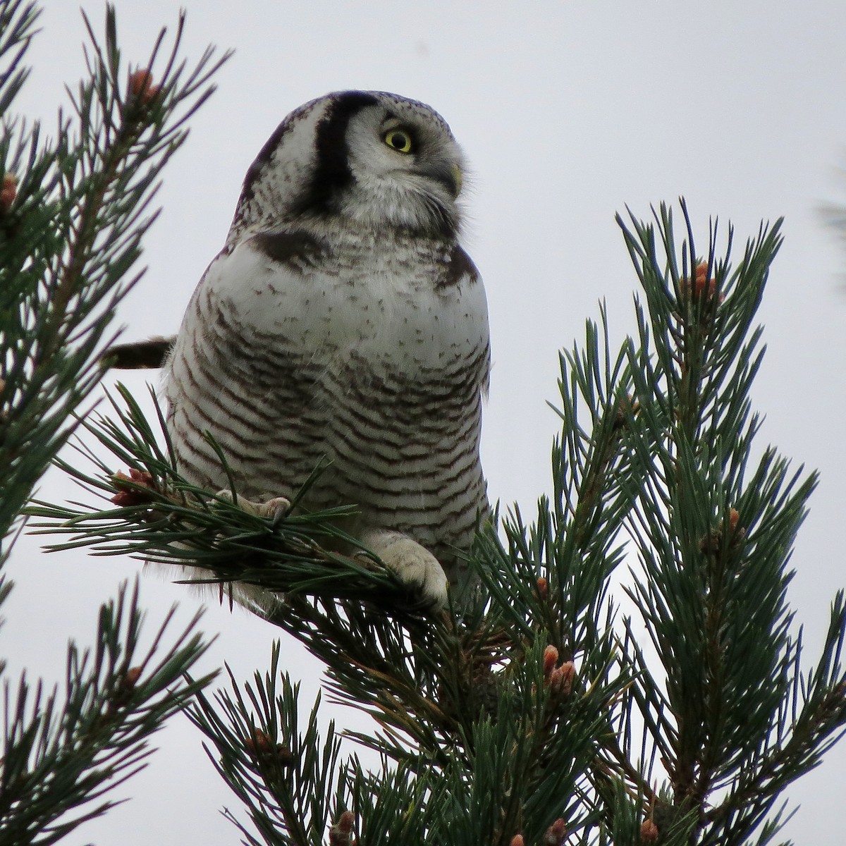 Northern Hawk Owl - ML411167501