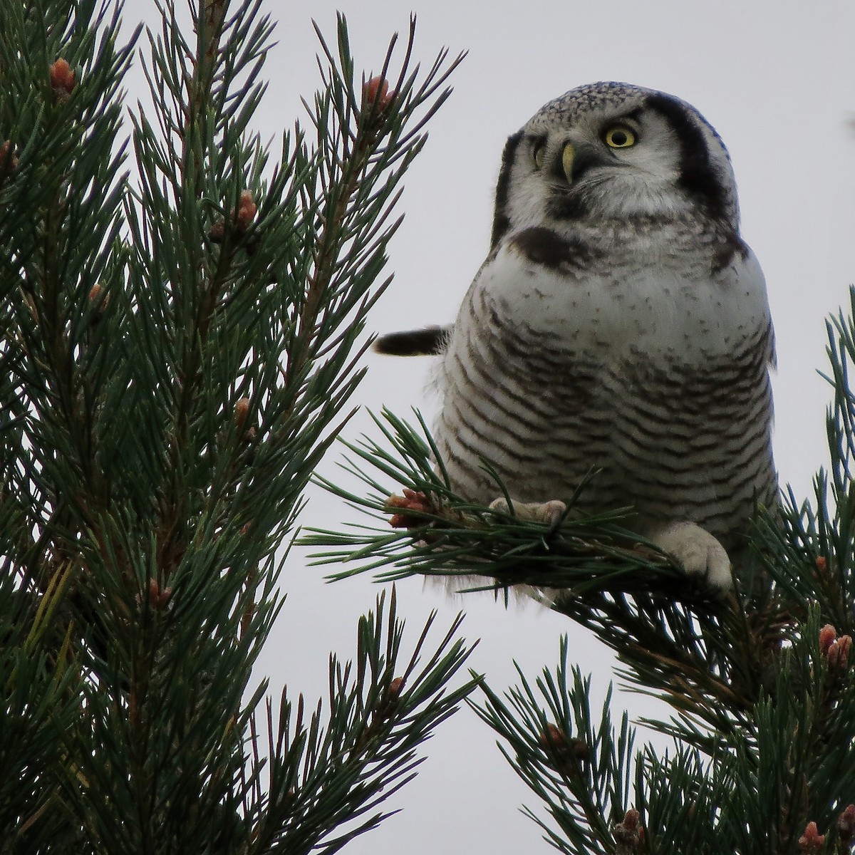 Northern Hawk Owl - ML411167511