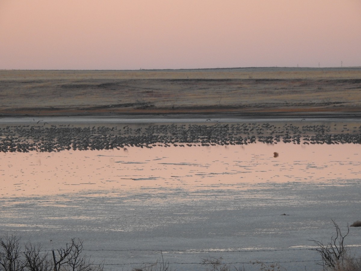 Sandhill Crane - ML411169401