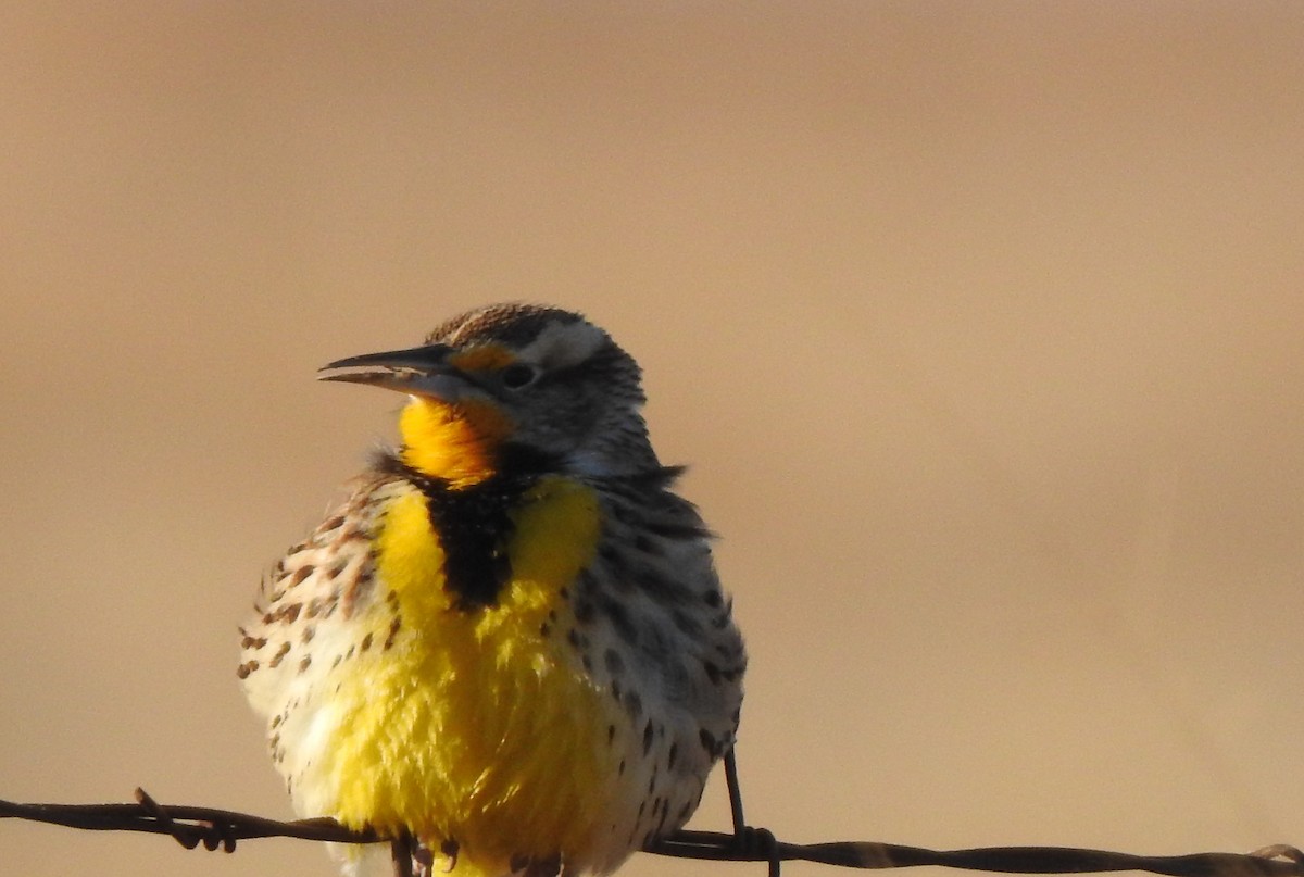 Western Meadowlark - Anna Stalcup