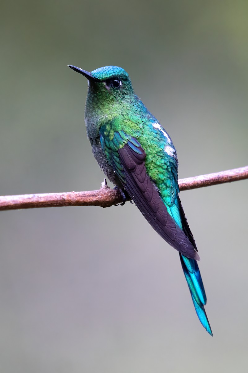 Long-tailed Sylph - ML411170071