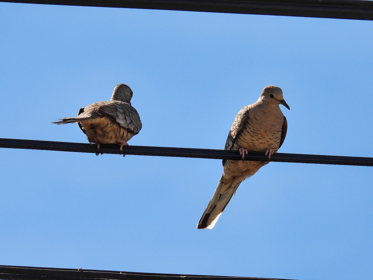 Inca Dove - ML411171721