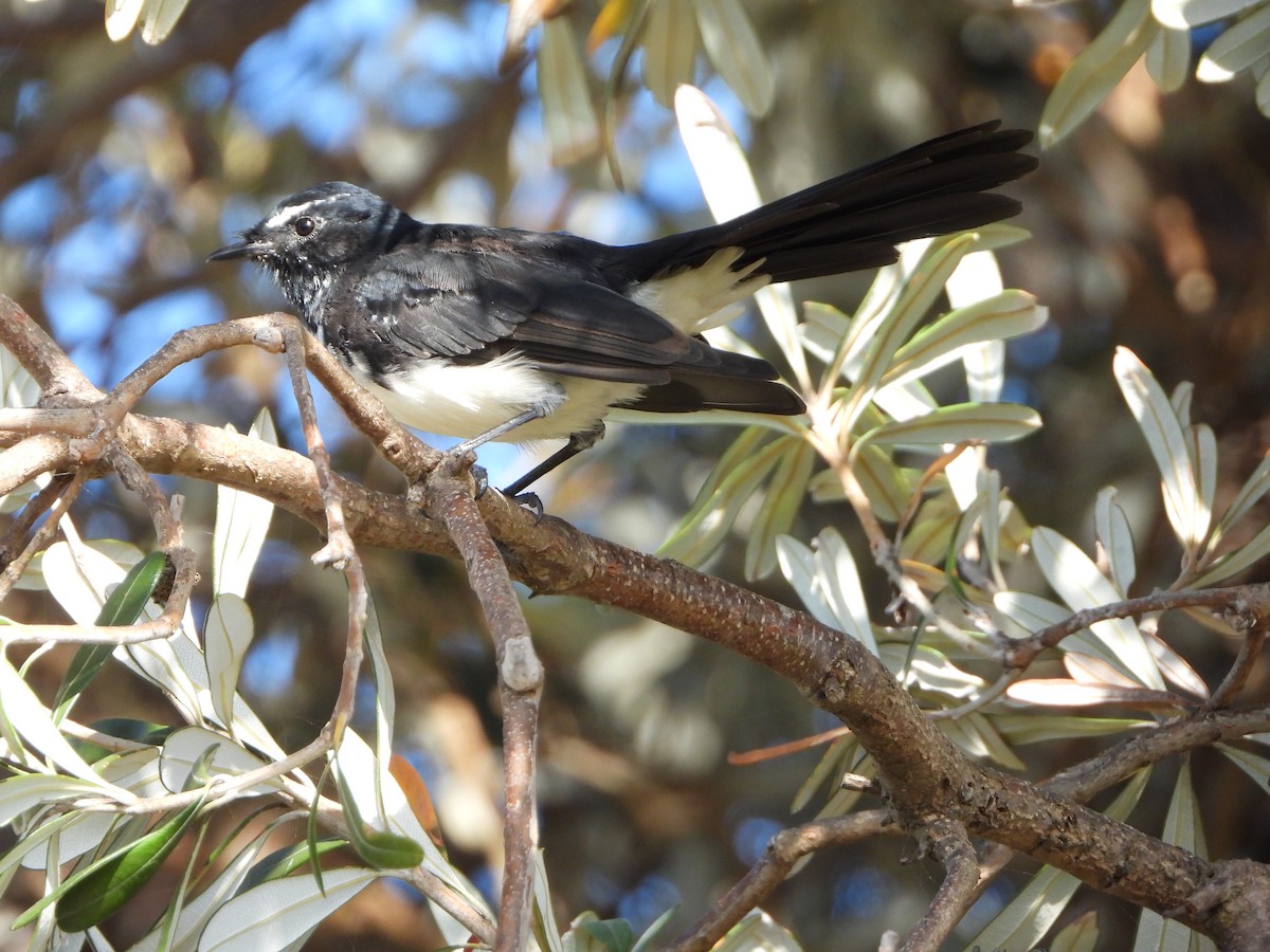 Willie-wagtail - ML411172001