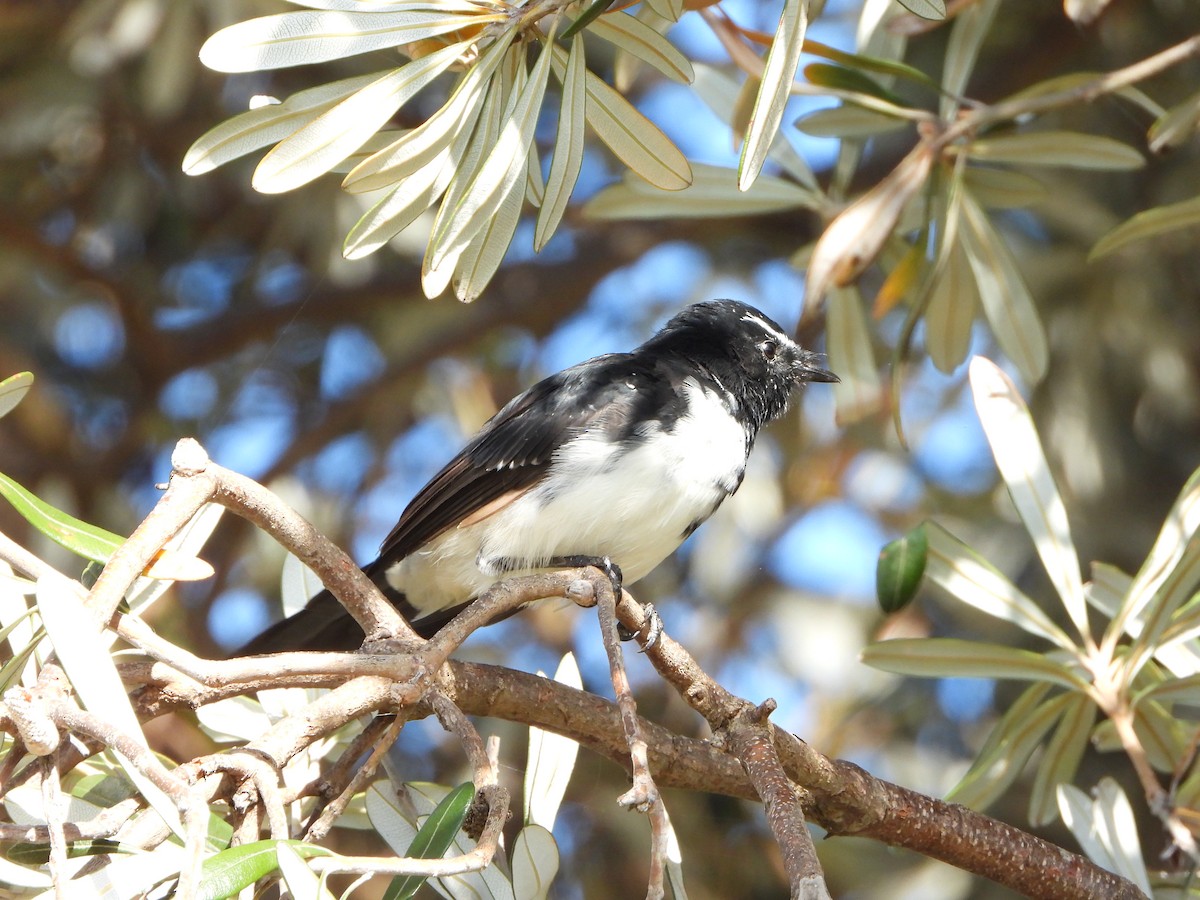 Willie-wagtail - ML411172041