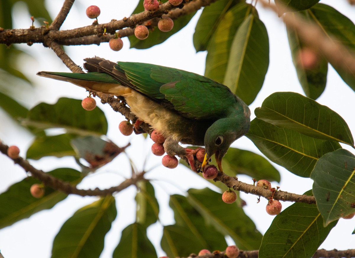 Black-chinned Fruit-Dove - ML411173541