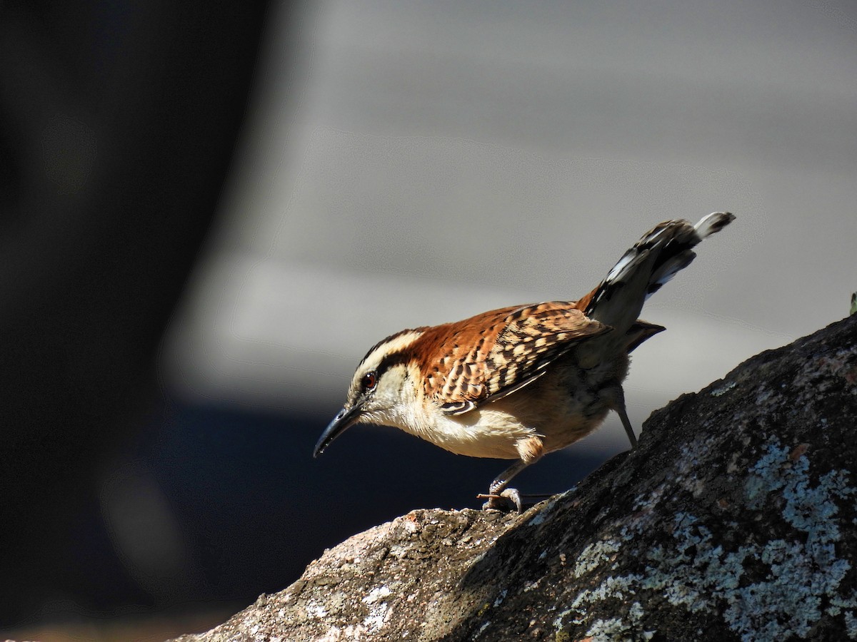 Rufous-backed Wren - ML411176031