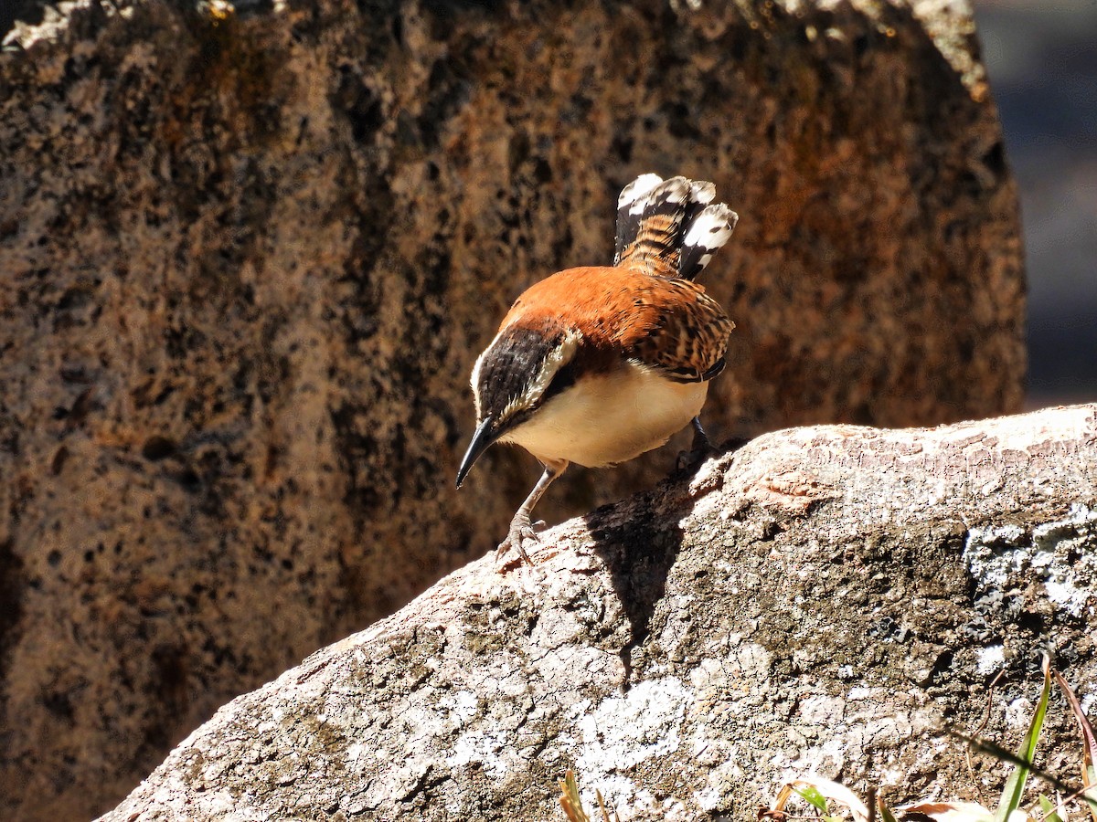 Rufous-backed Wren - ML411176351