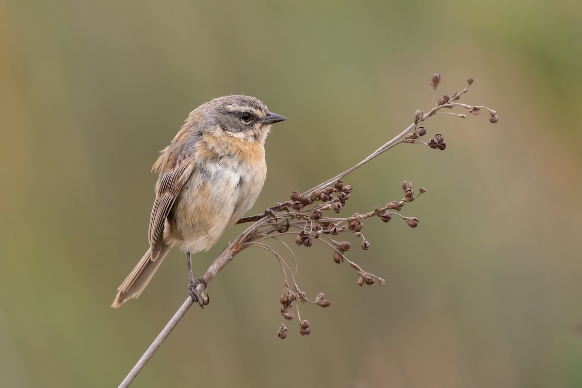 Long-tailed Reed Finch - Pablo Re