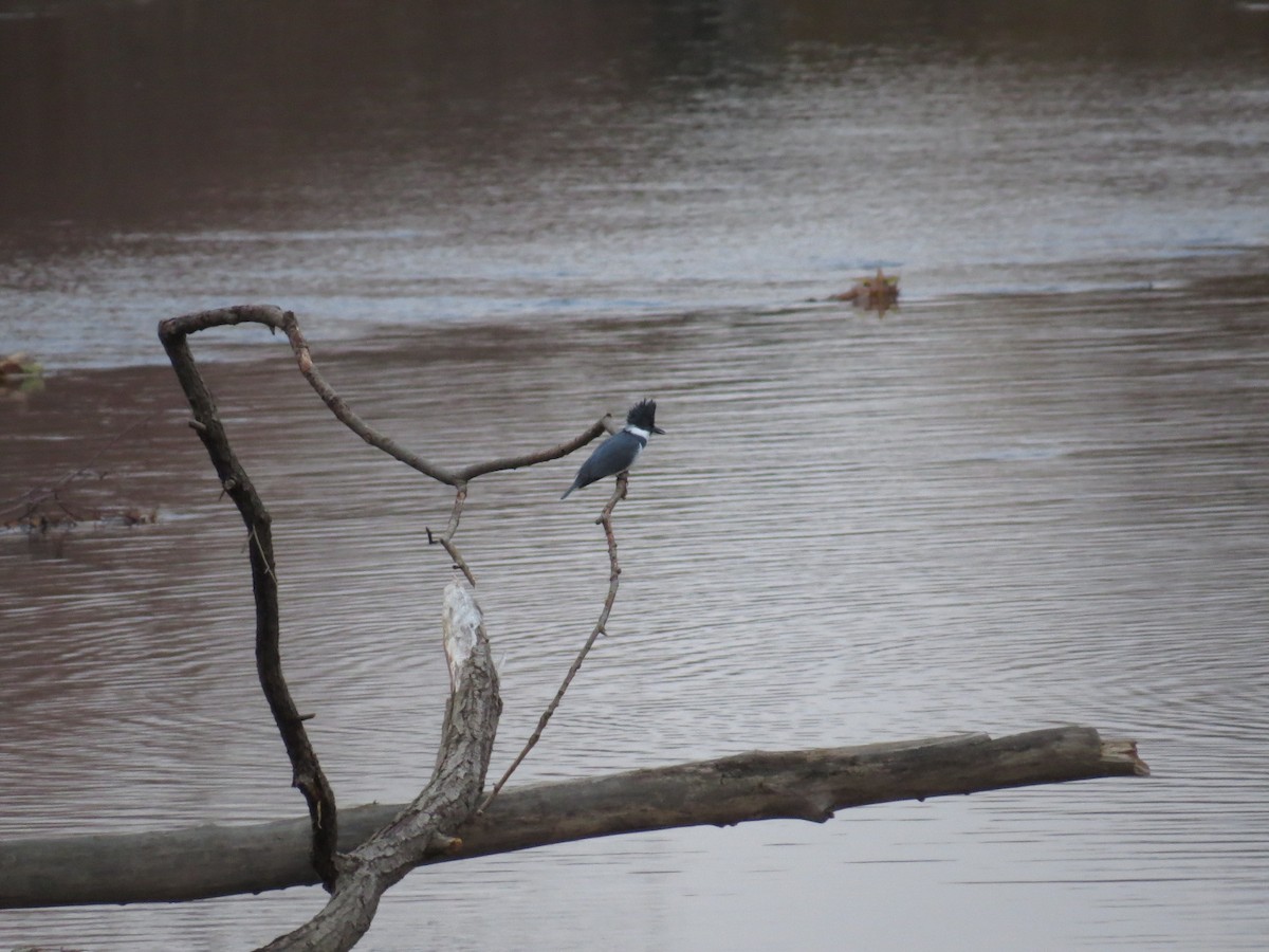 Belted Kingfisher - Ann Porter