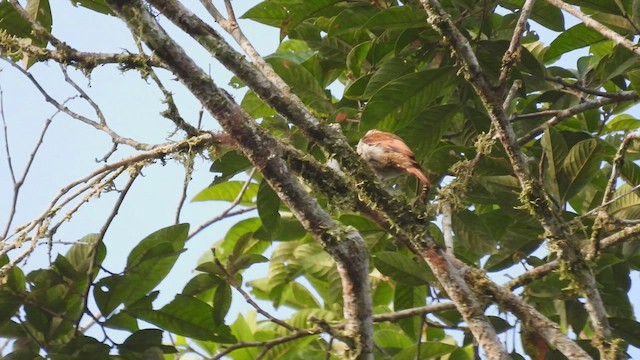 Slender-billed Xenops - ML411178471