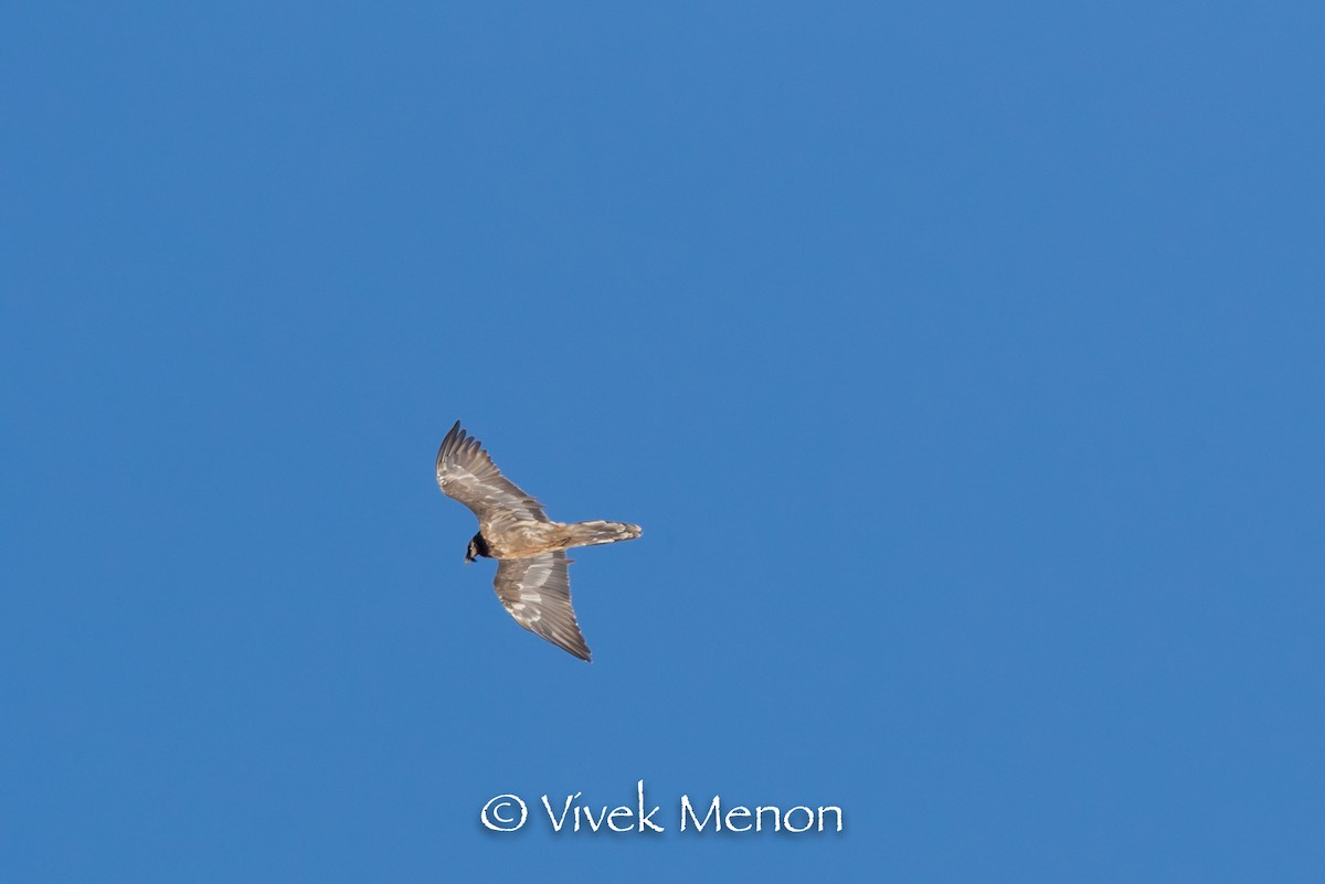 Bearded Vulture - Vivek Menon