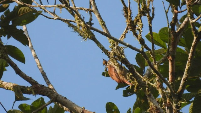 Slender-billed Xenops - ML411179101