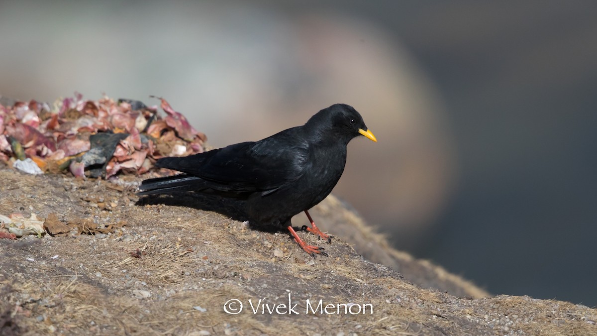 Yellow-billed Chough - Vivek Menon